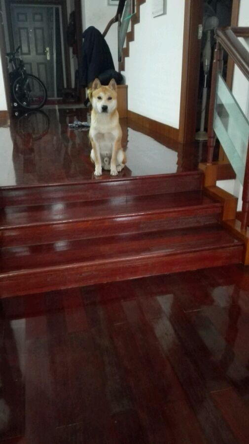 中华田园犬像日本人,农村中华田园犬和柴犬