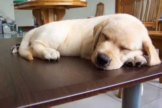 犬病毒性疱疹,犬疱疹病毒到底是什么病因