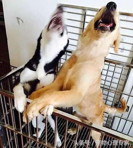 说好的没有哈士奇带不二的狗呢？为什么就被古牧给溜了