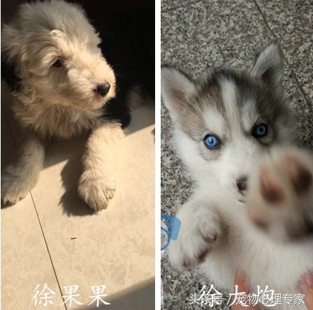 说好的没有哈士奇带不二的狗呢？为什么就被古牧给溜了