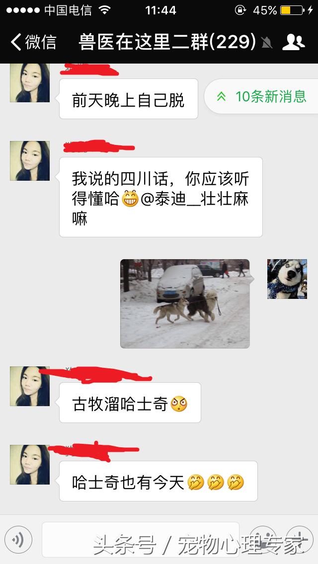 说好的没有哈士奇带不二的狗呢？为什么就被古牧给溜了