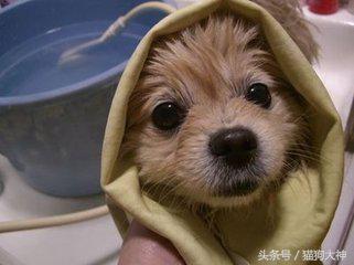 养宠攻略给猫洗澡的步骤和流程,超详细的给狗狗洗澡教程