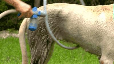 养宠攻略给猫洗澡的步骤和流程,超详细的给狗狗洗澡教程