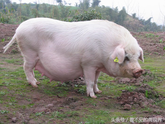 养猪助产技巧,养猪秘籍妊娠母猪怎样饲养好