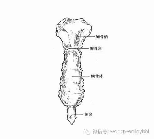 图与真相:什么是胸骨裂?