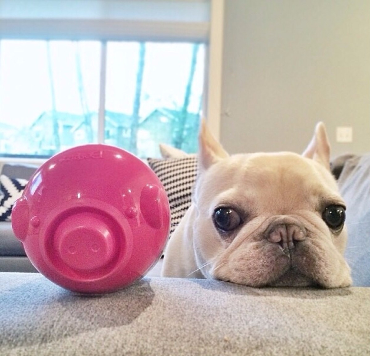 宠物狗长痘痘是怎么引起的,狗狗长痘痘有脓掉毛