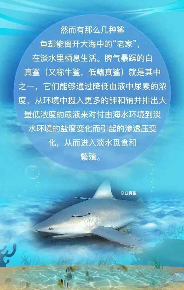 鲨鱼可以潜入海底吗,淡水鲨鱼深海鲨鱼