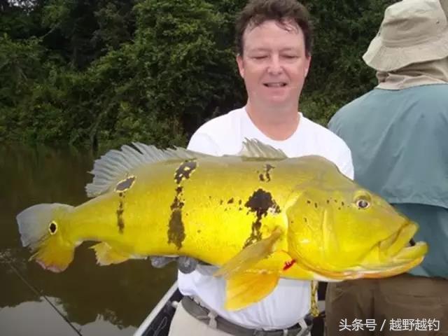 亚马逊钓鱼钓到最大的鱼,亚马逊钓到1吨的鱼