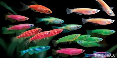 灯鱼为什么会得霓虹灯病,灯科鱼为什么养不长时间就死了