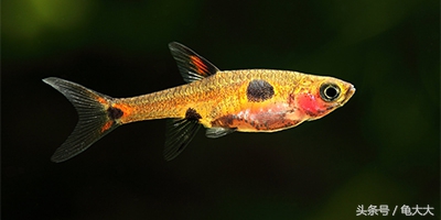 灯鱼为什么会得霓虹灯病,灯科鱼为什么养不长时间就死了