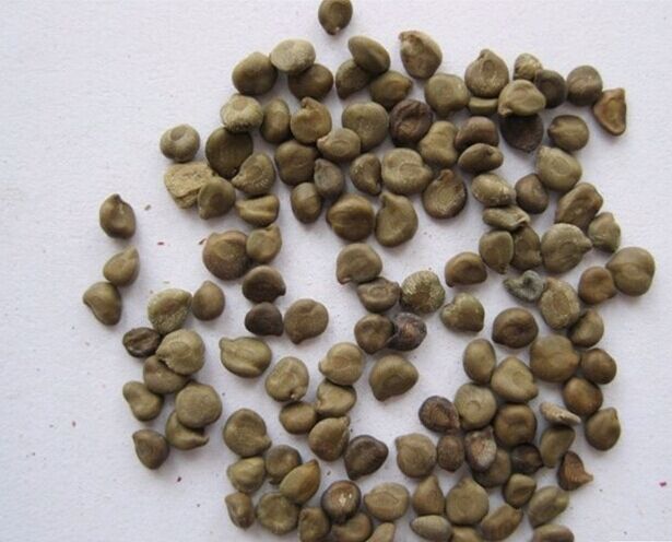 便秘十几年了最快通便的方法,白术治便秘最好的偏方