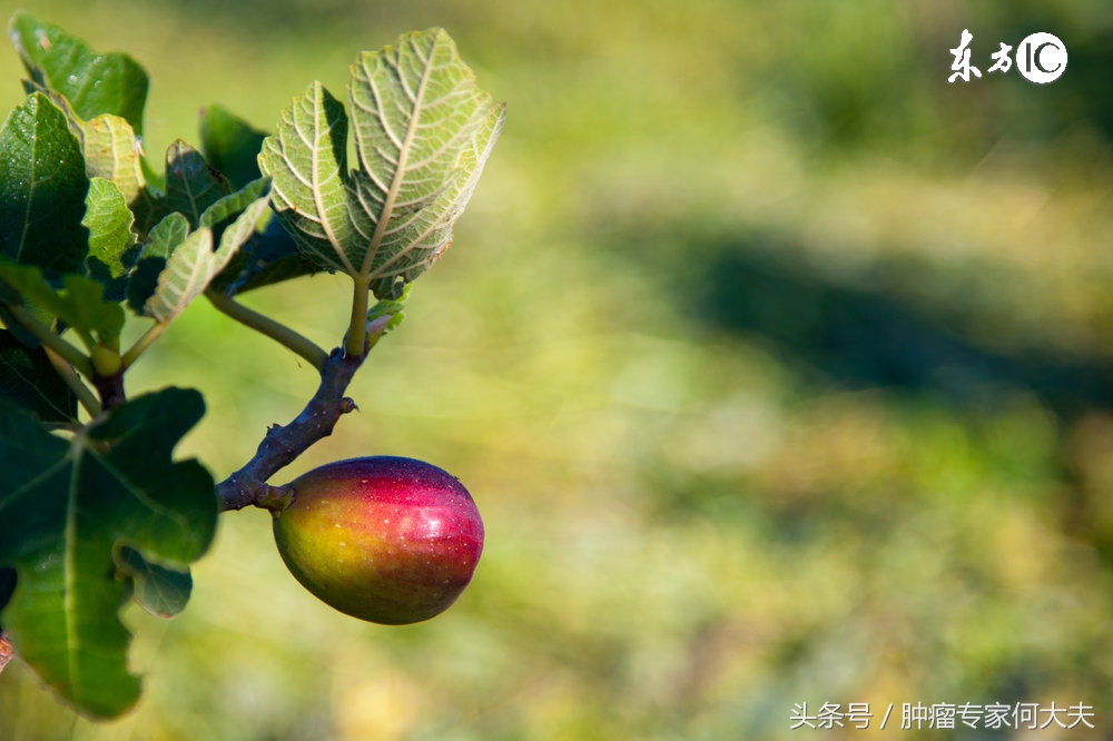 吃什么对肿瘤患者有好处和坏处,食疗对癌症有没有作用