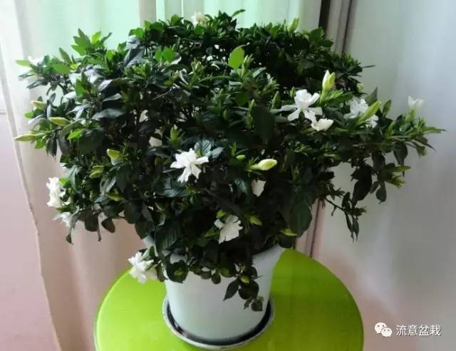 冬天怎么给冻伤的绿植浇水,花叶万年青出现冻伤现象怎么办