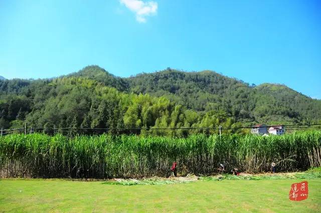 寻访莲都匠心｜绿谷糖村：听糖人诉说他的匠心故事