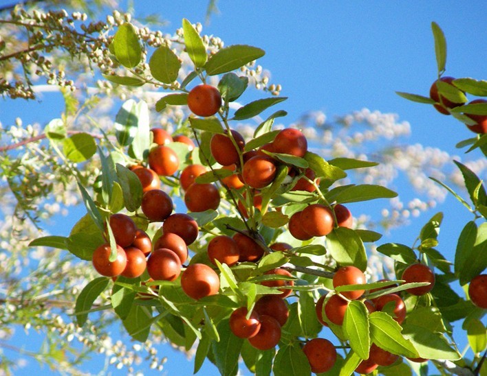 失眠怎么办?失眠克星几味中药材自制酸枣仁汤,轻松搞定失眠问题