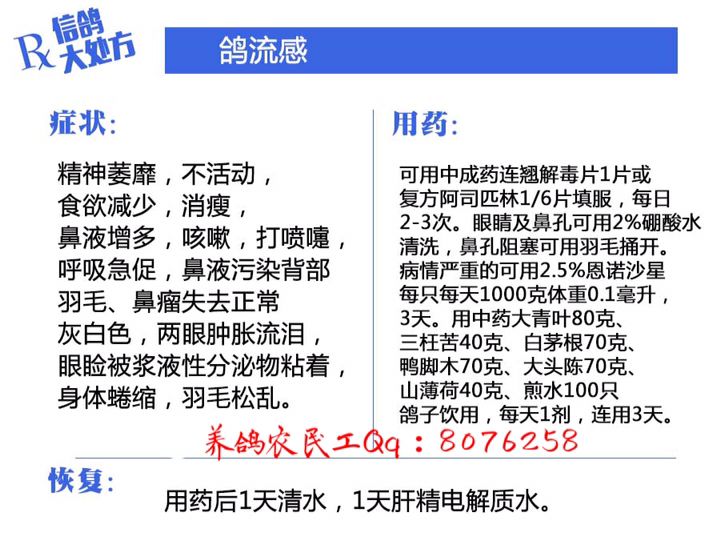 信鸽常见疾病和治疗,信鸽病的诊断治疗