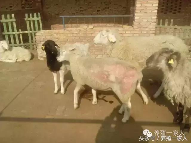 羊群出现羊吃毛羊互相啃毛怎么办,羊群出现黑羊怎么回事