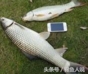 一学就会的游泳教程,野钓最好的钓法