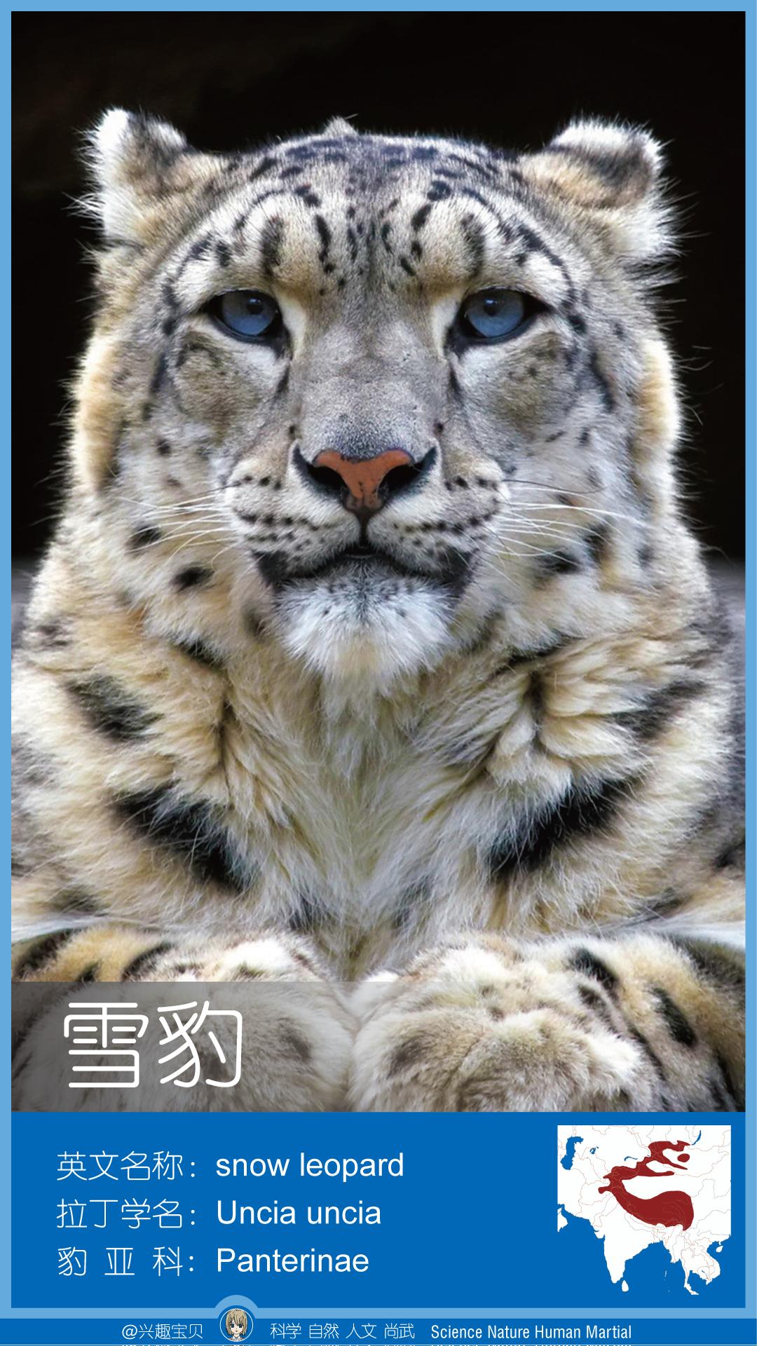 所有36种猫科动物排行,兴趣宝贝21期