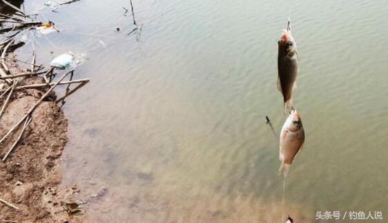 冬季筏竿串钩钓鲫鱼用什么饵,冬季用筏竿串钩怎样找到鱼窝