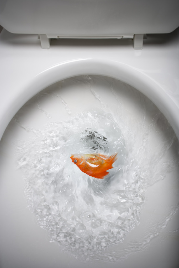 大便冲不下去是什么病,大便排不出是死亡的前兆