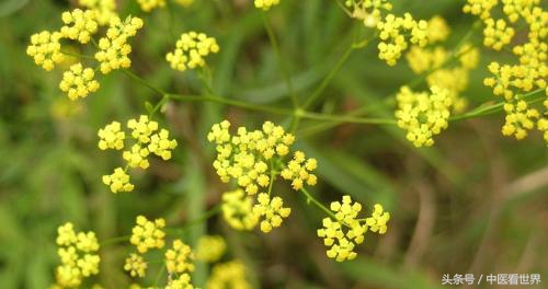 护肝退热的草药,清热散火平肝利胆的野草有哪些