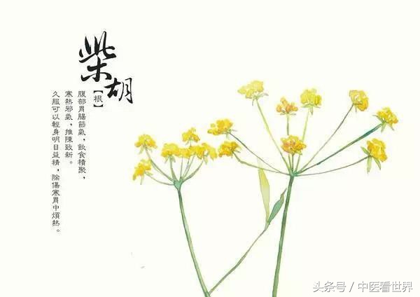 护肝退热的草药,清热散火平肝利胆的野草有哪些