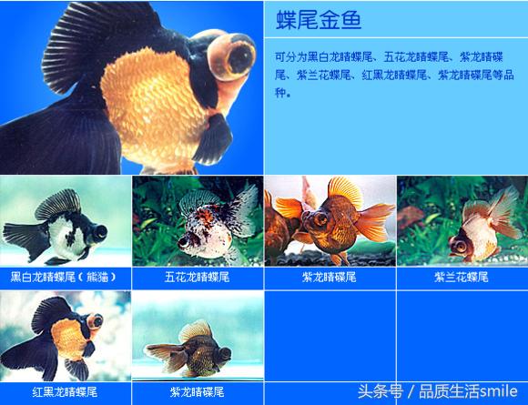 金鱼品种介绍视频大全,泰狮金鱼品种