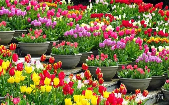 郁金香花语可以送给女朋友吗,郁金香花语寓意卡片