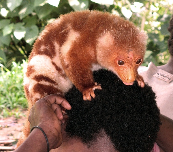 探索世界奇葩物种,奇葩的生物探索