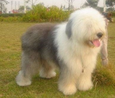 哪一种狗狗最贵,狗狗价格排行榜前十最贵