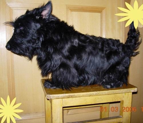 哪一种狗狗最贵,狗狗价格排行榜前十最贵