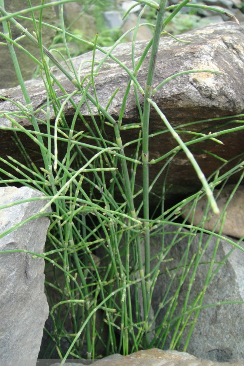 农村常见的野草是民间草药,有哪些田间野草是中药