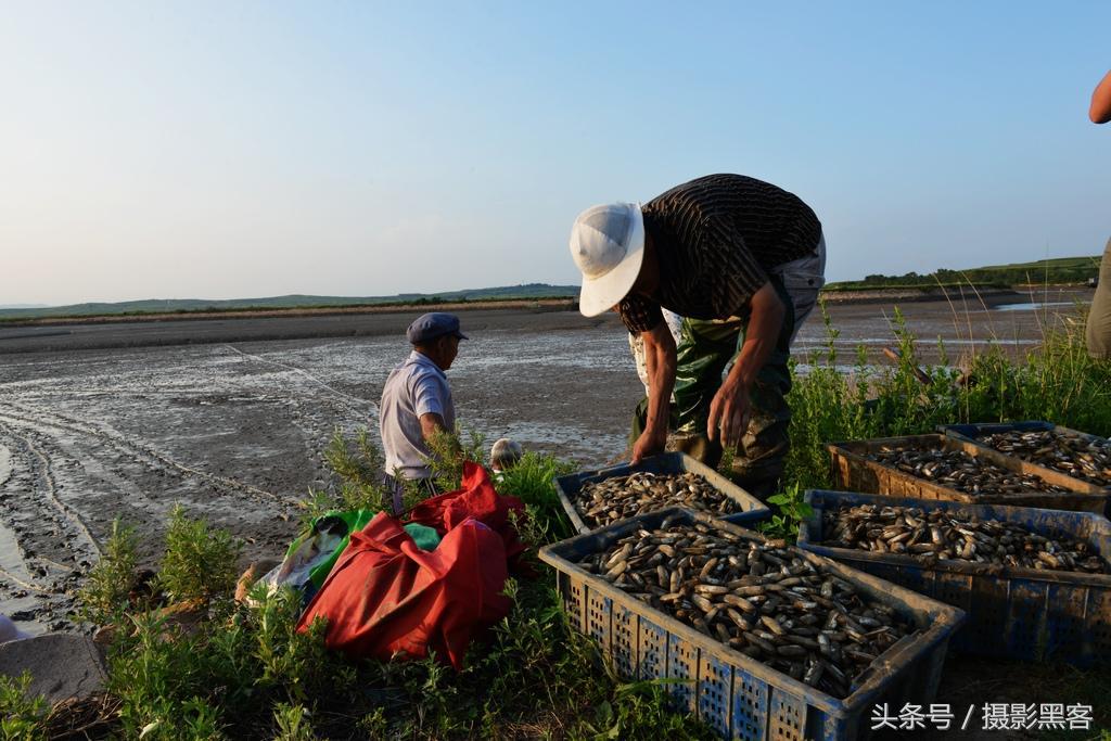 用有洞的铲子赶海抓蛏子,潜水抓蛏子怎样抓的最多