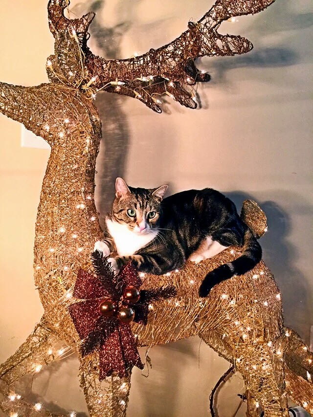 梅西养了一只会踢足球的猫,盘点梅西的猫咪