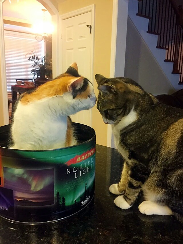 梅西养了一只会踢足球的猫,盘点梅西的猫咪