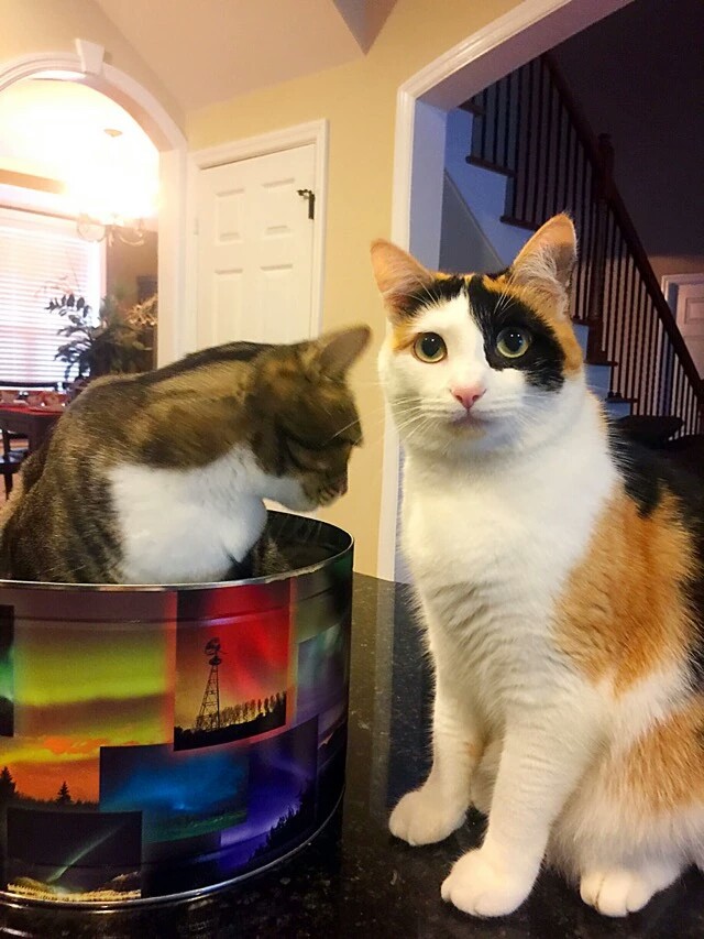 梅西养了一只会踢足球的猫,盘点梅西的猫咪