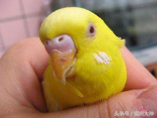 想不想成为杨过?教你怎么驯服虎皮鹦鹉,让你的鹦鹉变雕兄