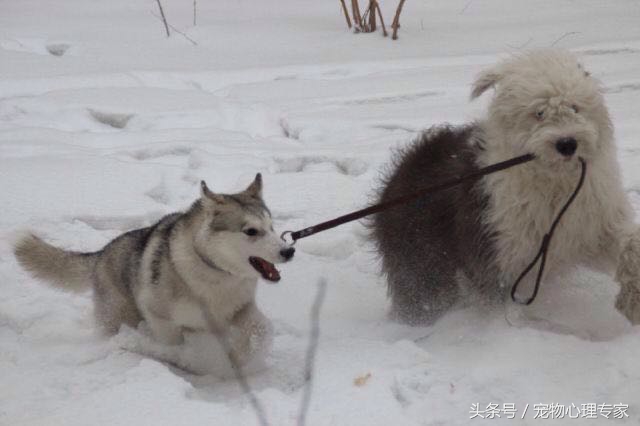 说好的没有哈士奇带不二的狗呢？为什么就被古牧给溜了