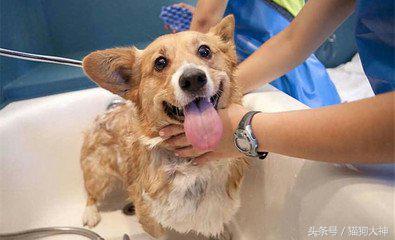 养宠攻略给猫洗澡的步骤和流程,超详细的给狗狗洗澡教程