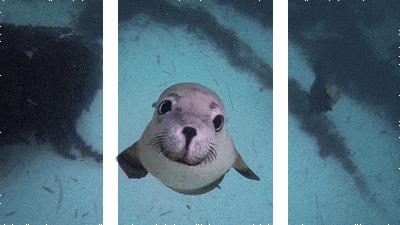 人见人爱花见花开顺口溜,人见人爱花见花开儿歌