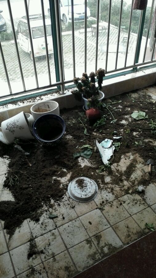 咬过人的宠物狗要怎么养,养的狗爱对人叫怎么办