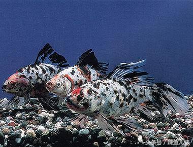 2-3厘米草金鱼饲养,新手饲养兰寿金鱼