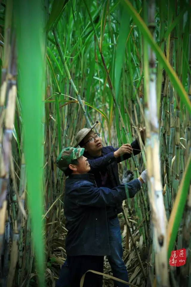 寻访莲都匠心｜绿谷糖村：听糖人诉说他的匠心故事