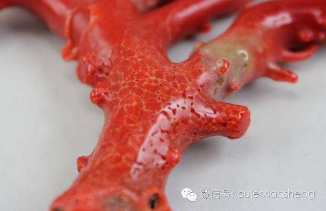 红珊瑚作假的手段,红珊瑚怎么知道是假的