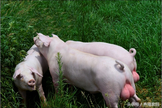 母猪常见的8个问题,解决母猪生理性不孕