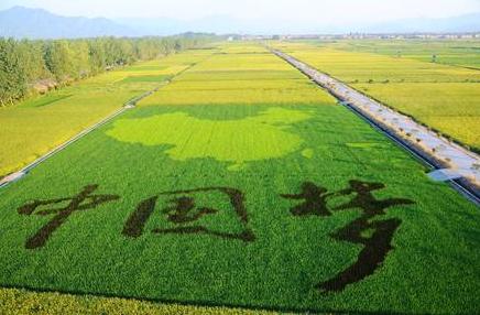 方正大米是什么品牌,优质大米方正大米