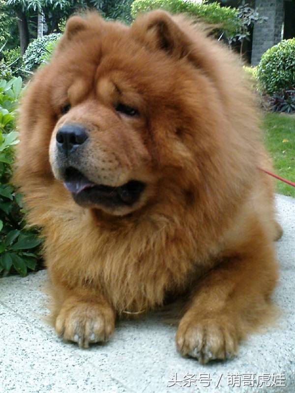 没有常识的家政阿姨竟然给汪星人吃海带,只因怕浪费害苦了宝宝