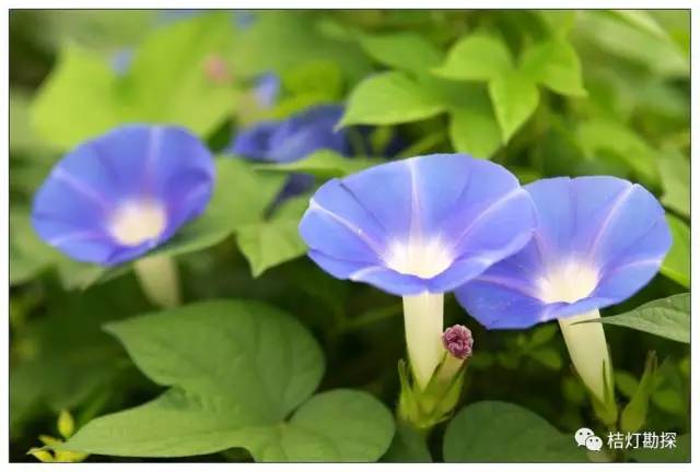 在野外什么千万别碰,这些植物千万不要乱碰