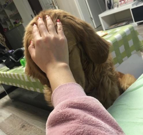 狗狗吃火锅,宠主给挑食柴犬吃零食